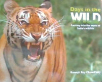 Days in the Wild